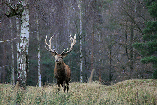 red deer