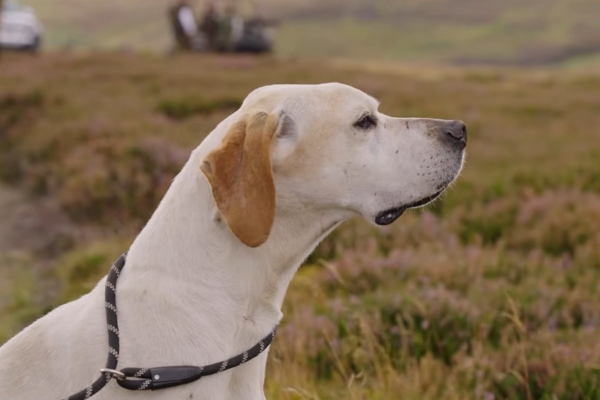English pointer
