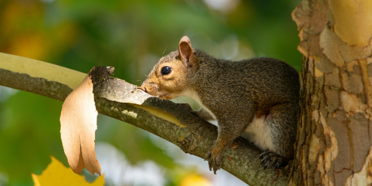bark stripping