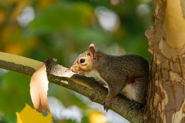 bark stripping