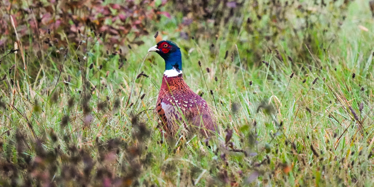 Pheasant in cover