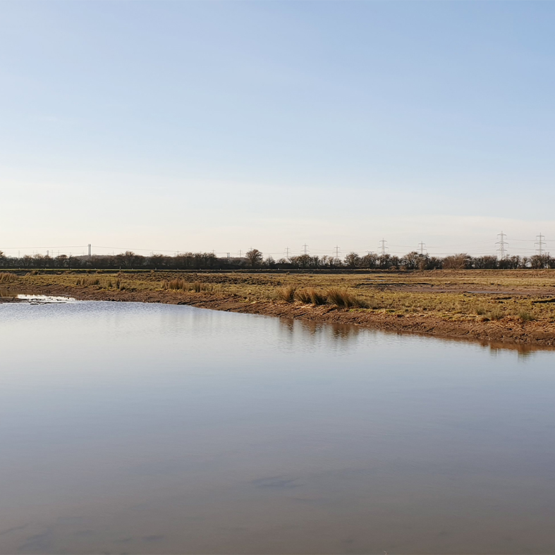 Wetland