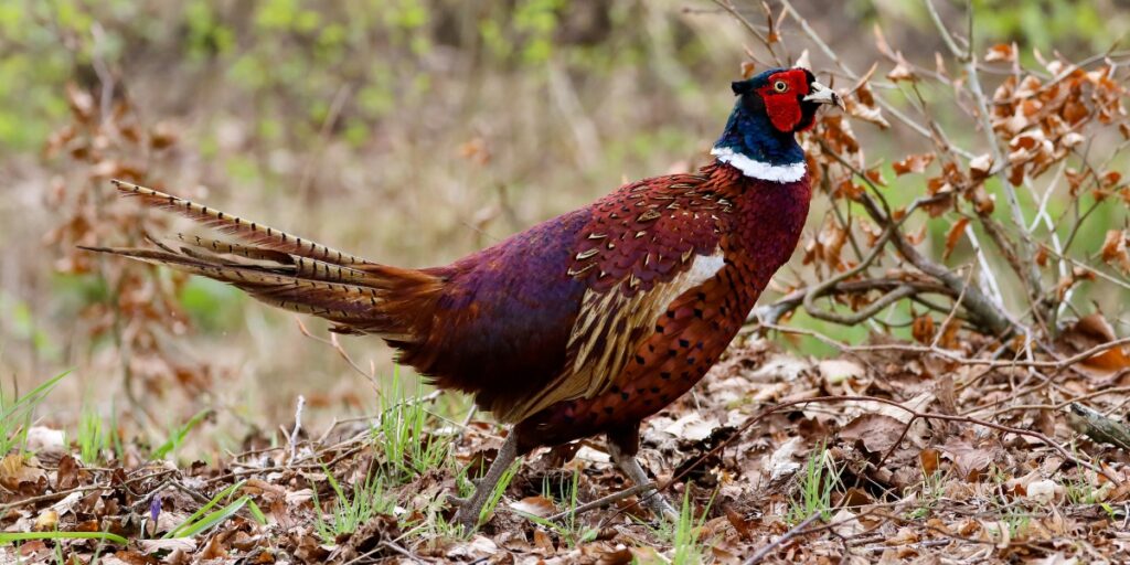 Pheasant in wood