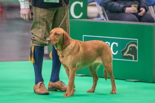 Crufts