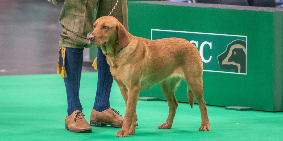 Crufts
