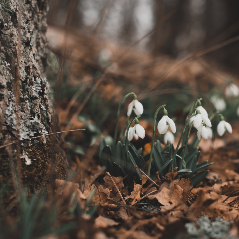 snowdrops in woodland