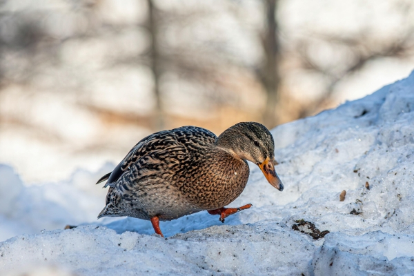 Mallard on snow