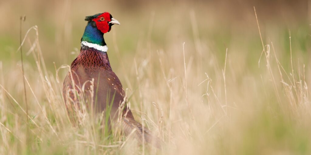 gamebird releasing