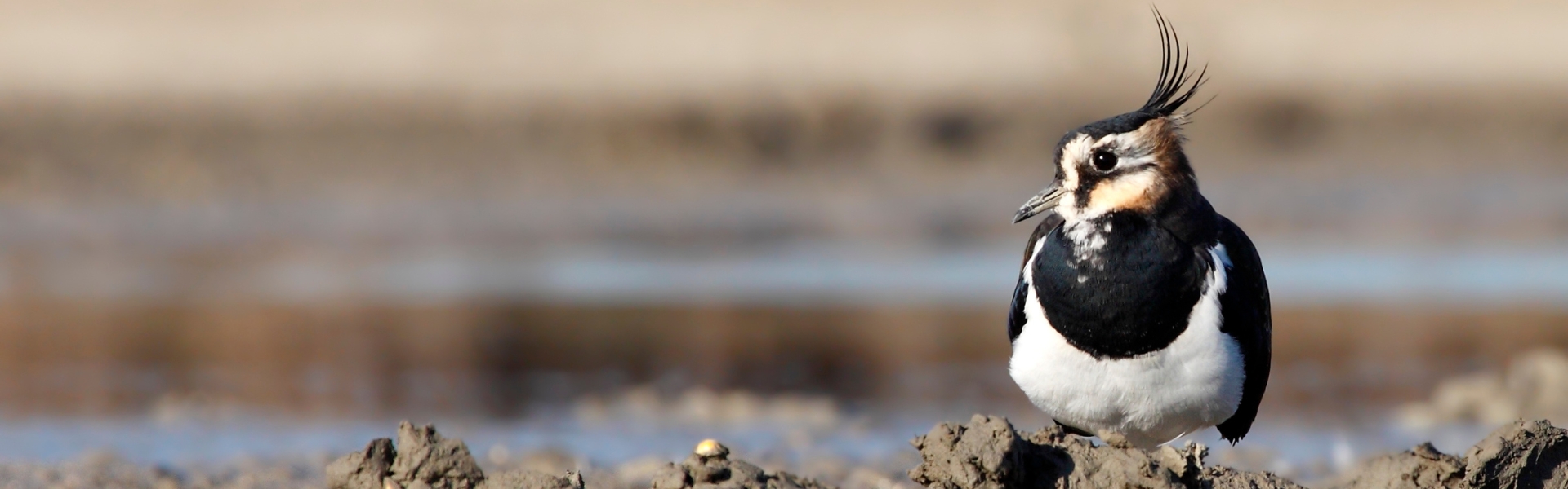 lapwing
