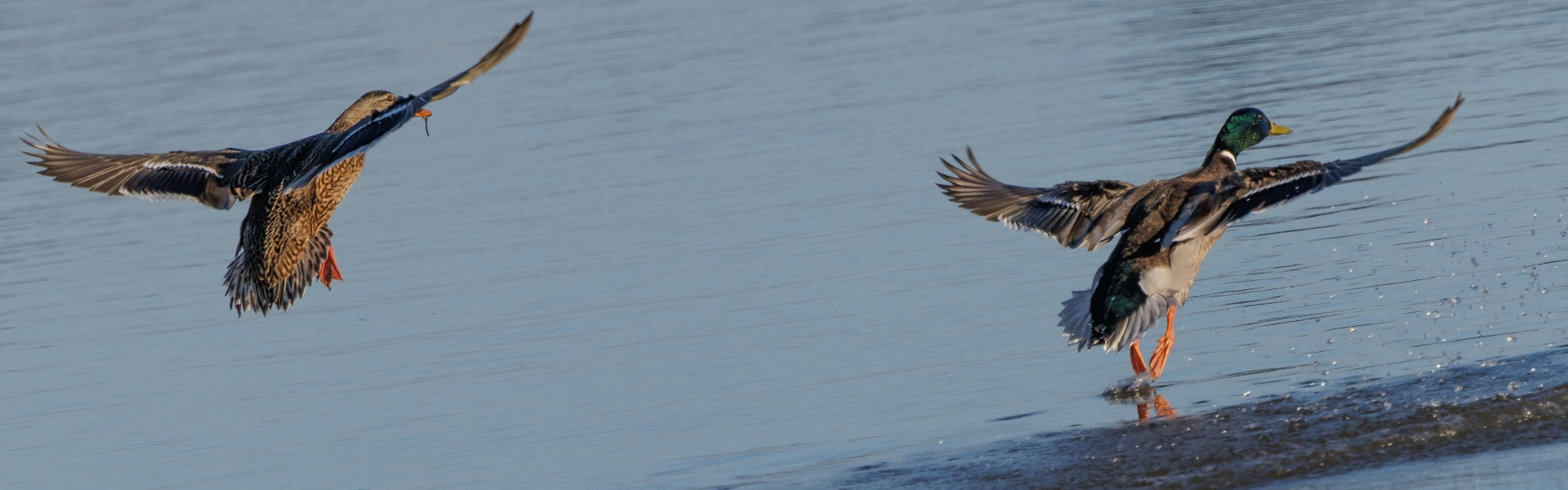ducks in flight