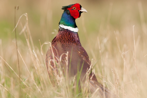 gamebird releasing