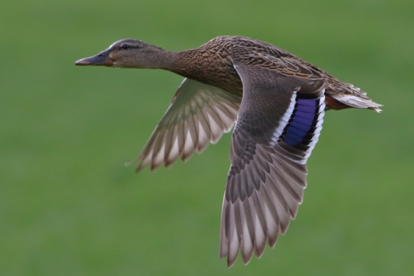 duck wing flight