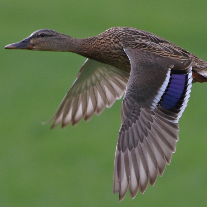 duck wing flight