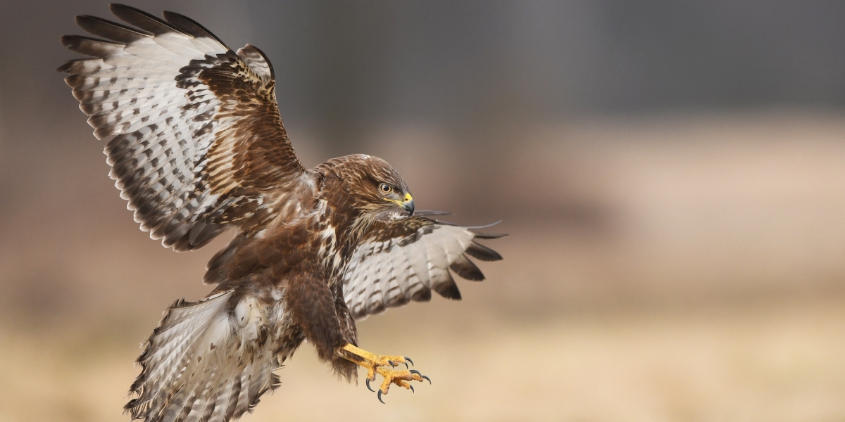 buzzard