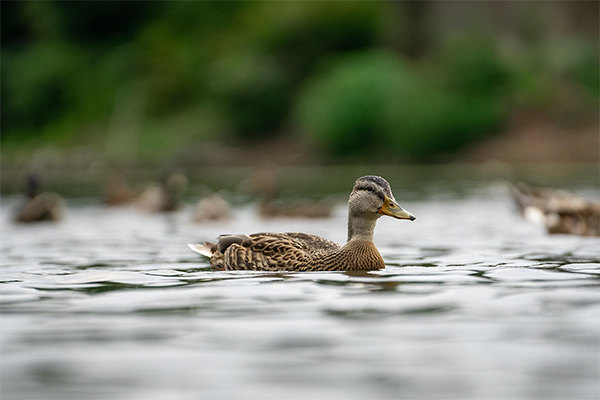Mallard swimming in a pond
