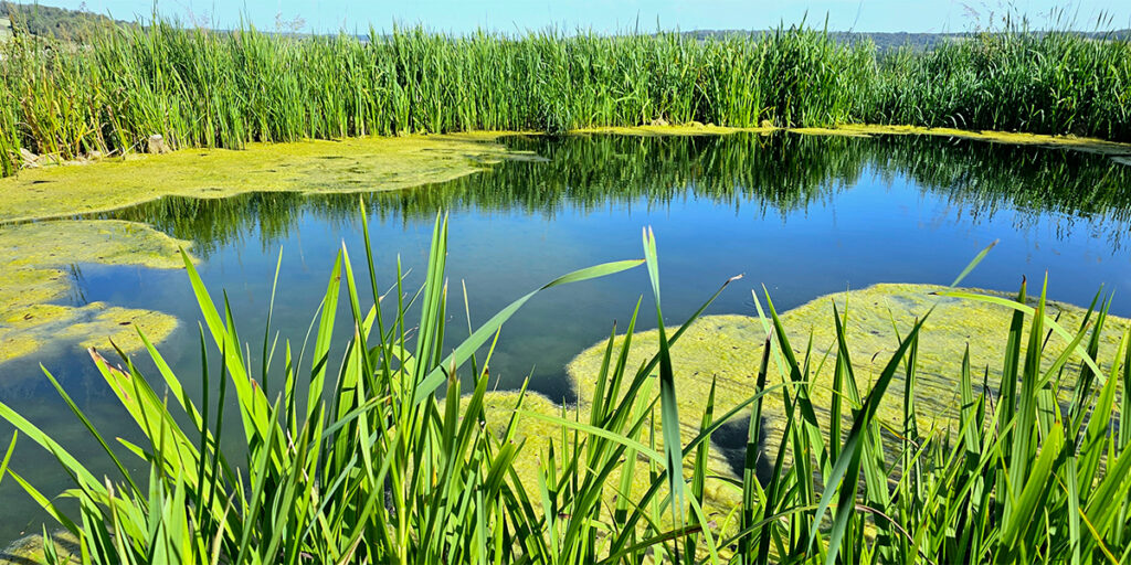 Pond cover