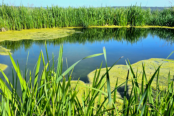 Pond cover