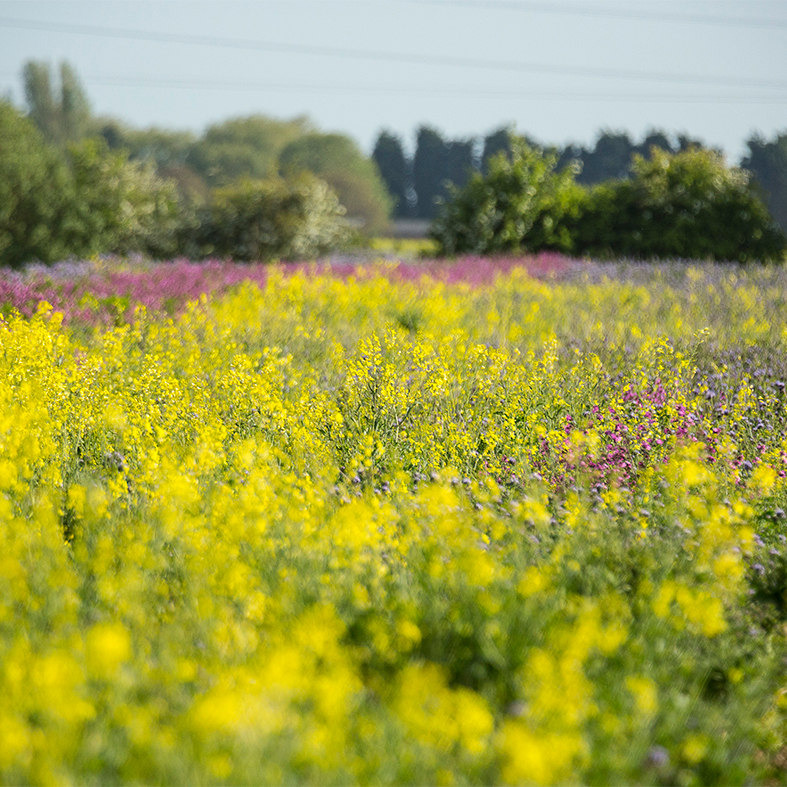A field of cover crops