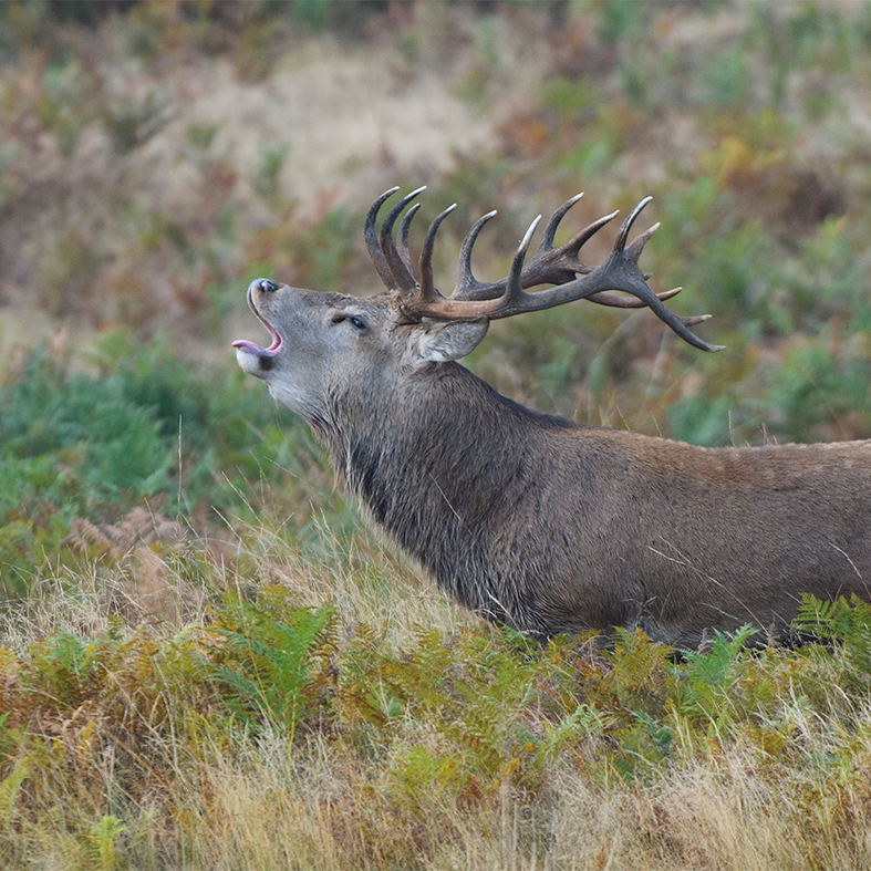 Red deer by Nick Lane