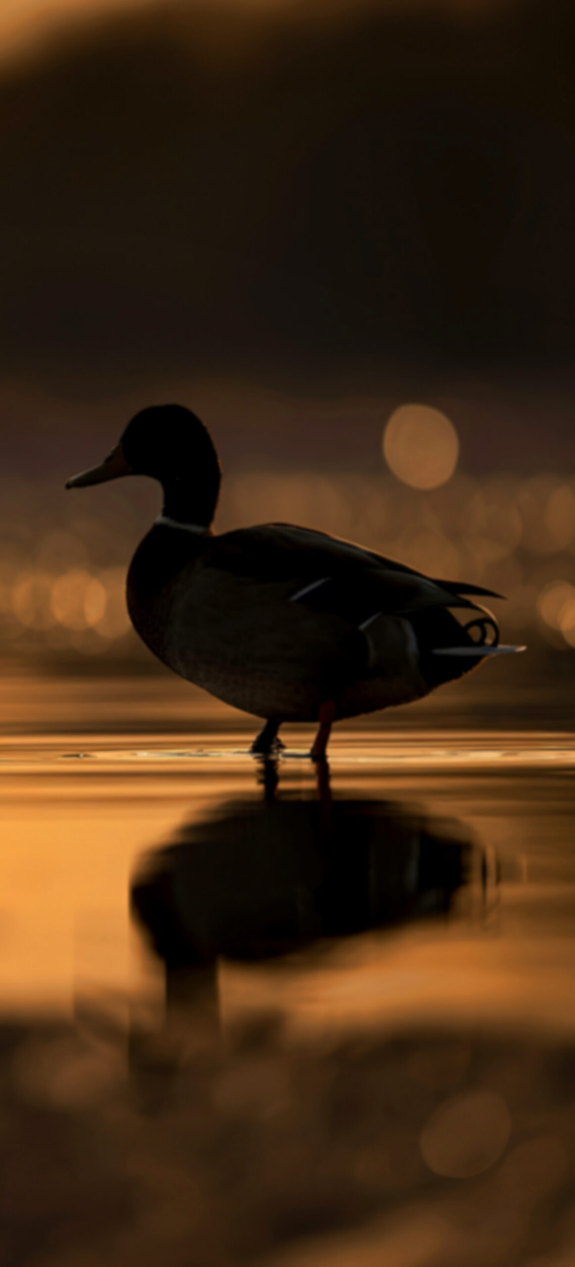 wildfowl