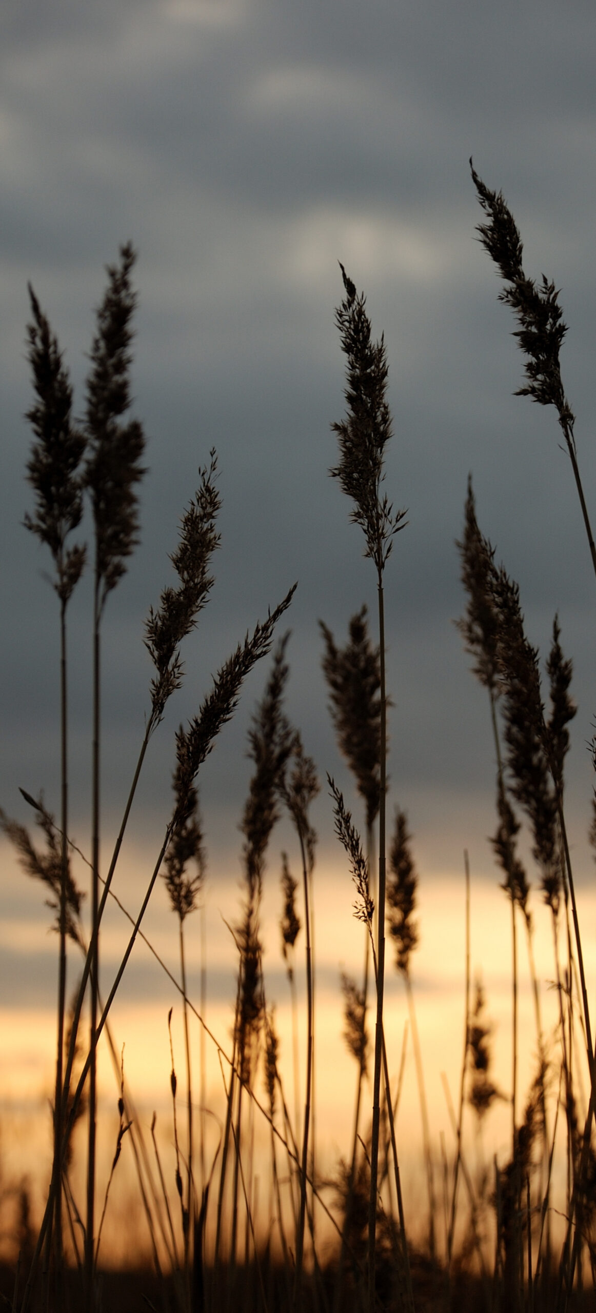 marshland