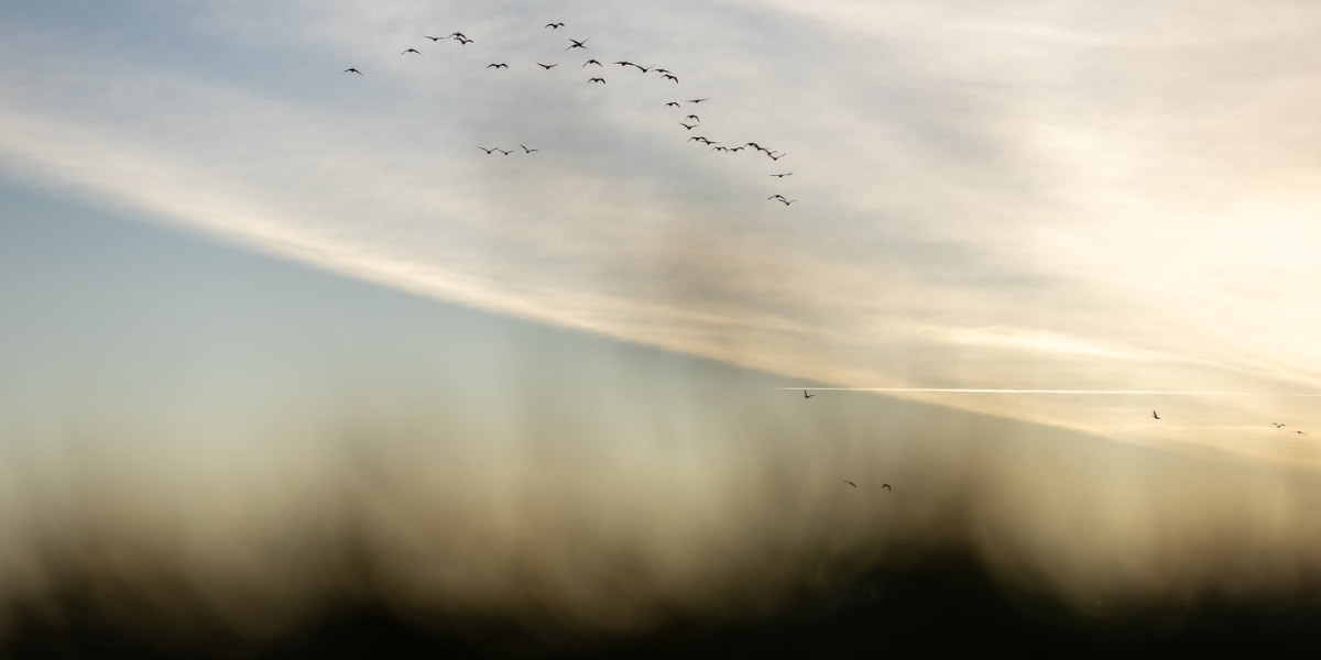 wildfowl