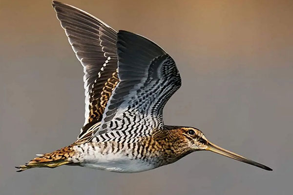 Snipe
