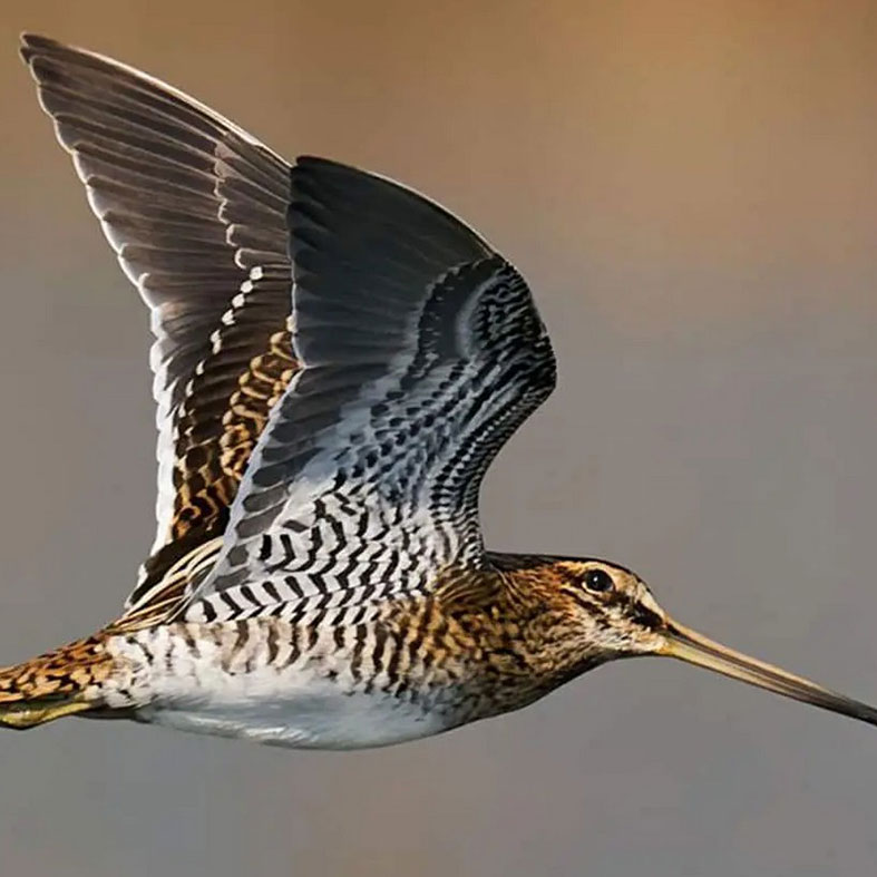 Snipe