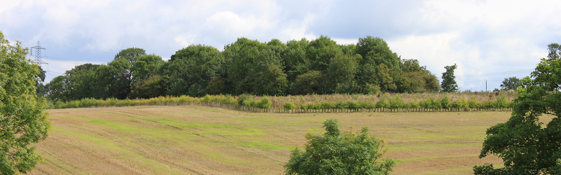 Hedgerow