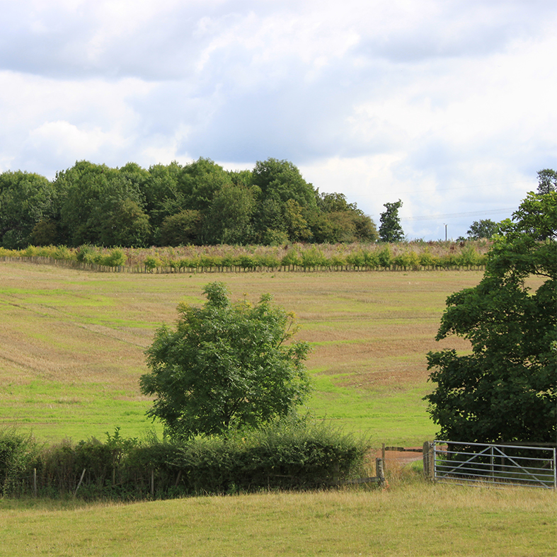 Hedgerow