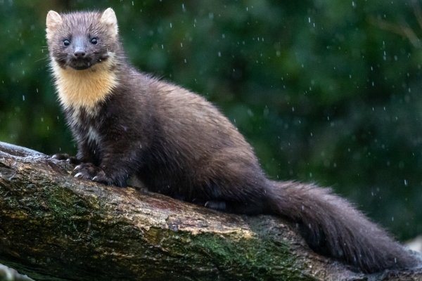 Pine marten