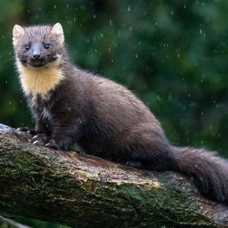 Pine marten
