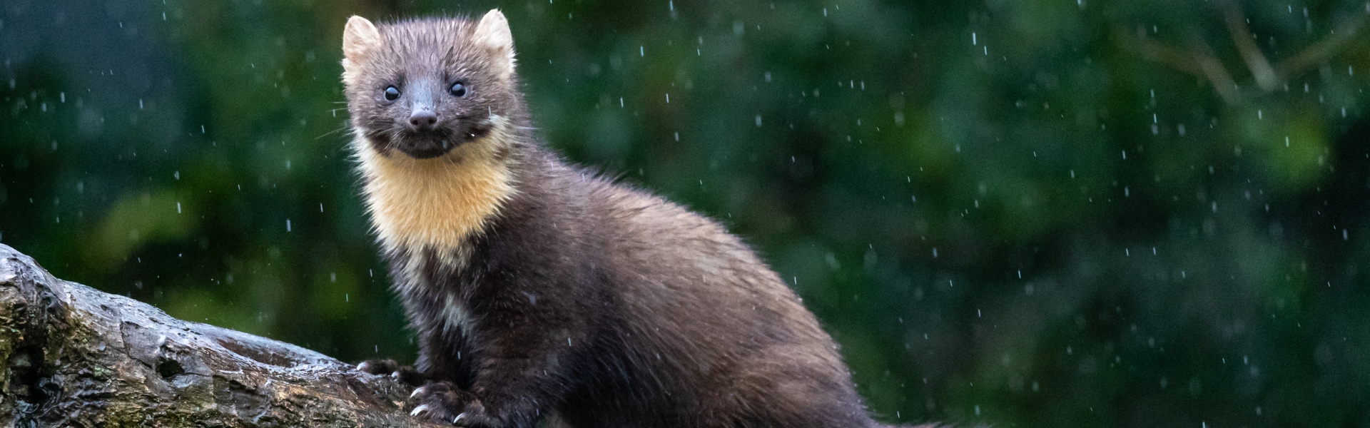 Pine marten