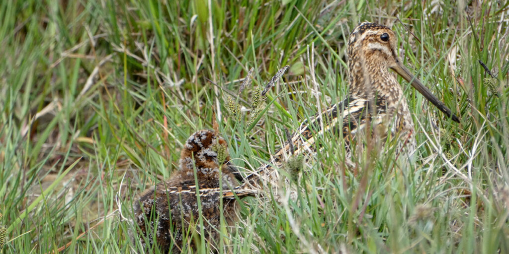 Snipe with chick
