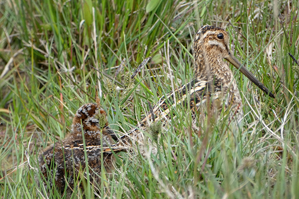 Snipe with chick