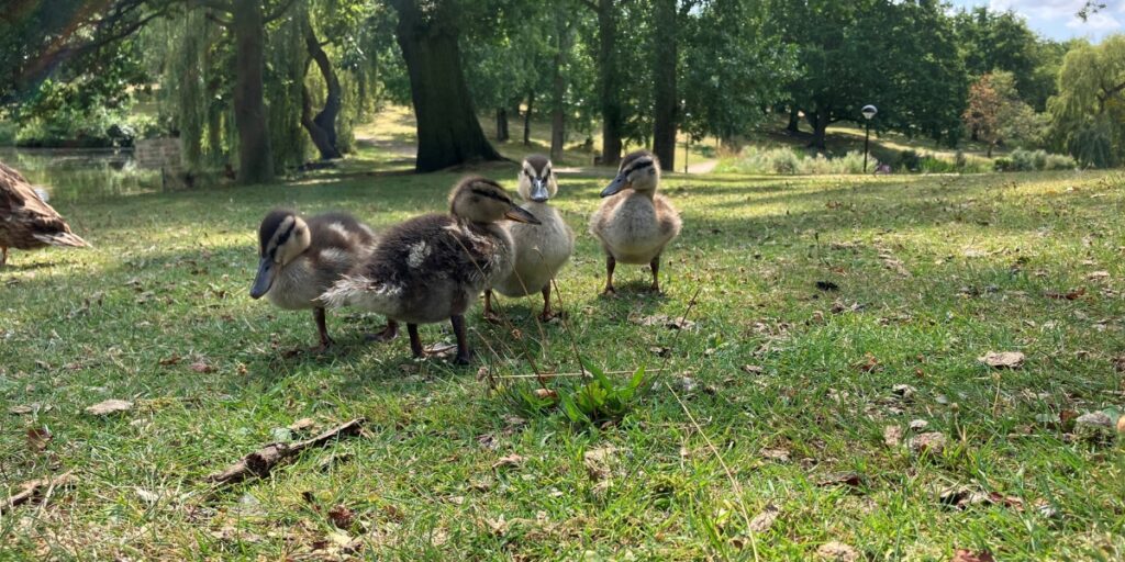 mallard ducklings