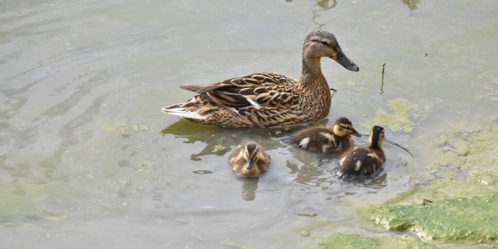 mallard hen with ducklings