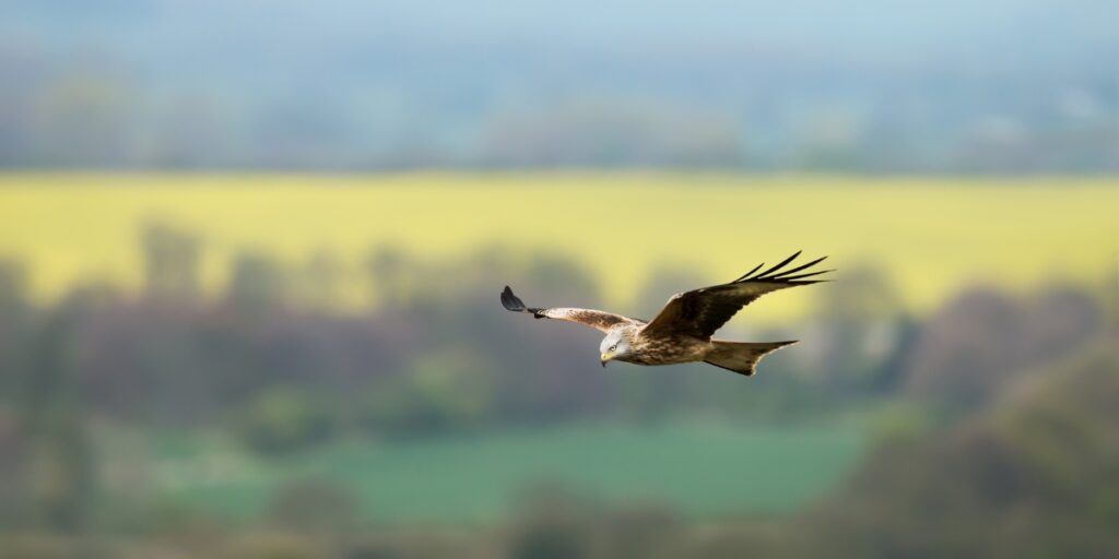 red kite