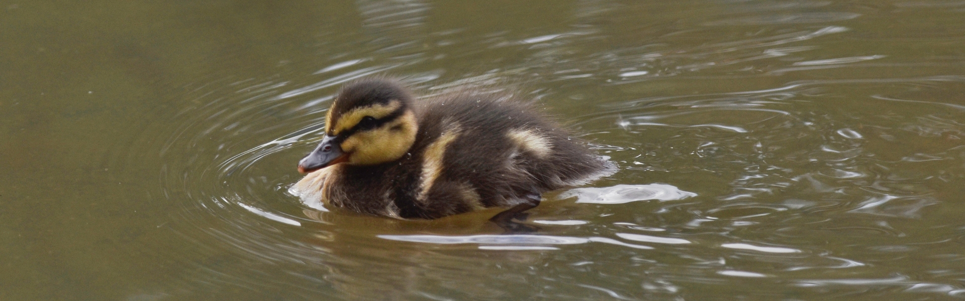 mallard duckling