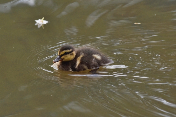 mallard duckling