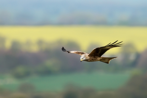 red kite