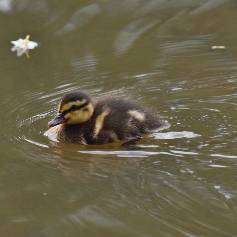 mallard duckling