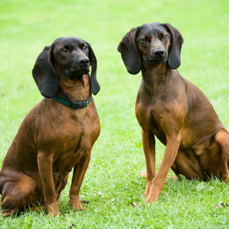 Bavarian mountain hounds