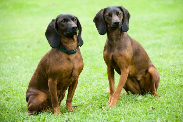 Bavarian mountain hounds