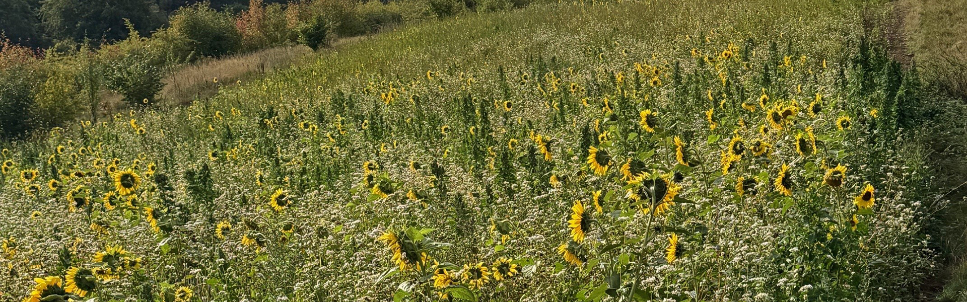 Monk Wood Shoot cover crops