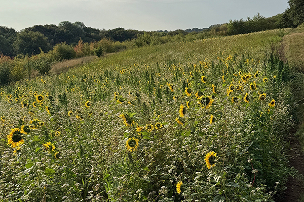 Monk Wood Shoot cover crops