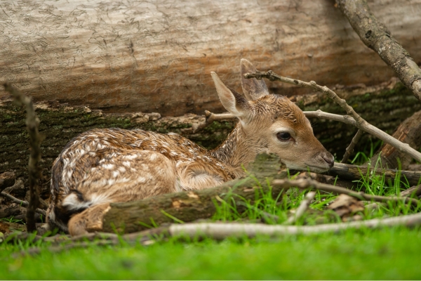 fallow calf laying by fallen tree