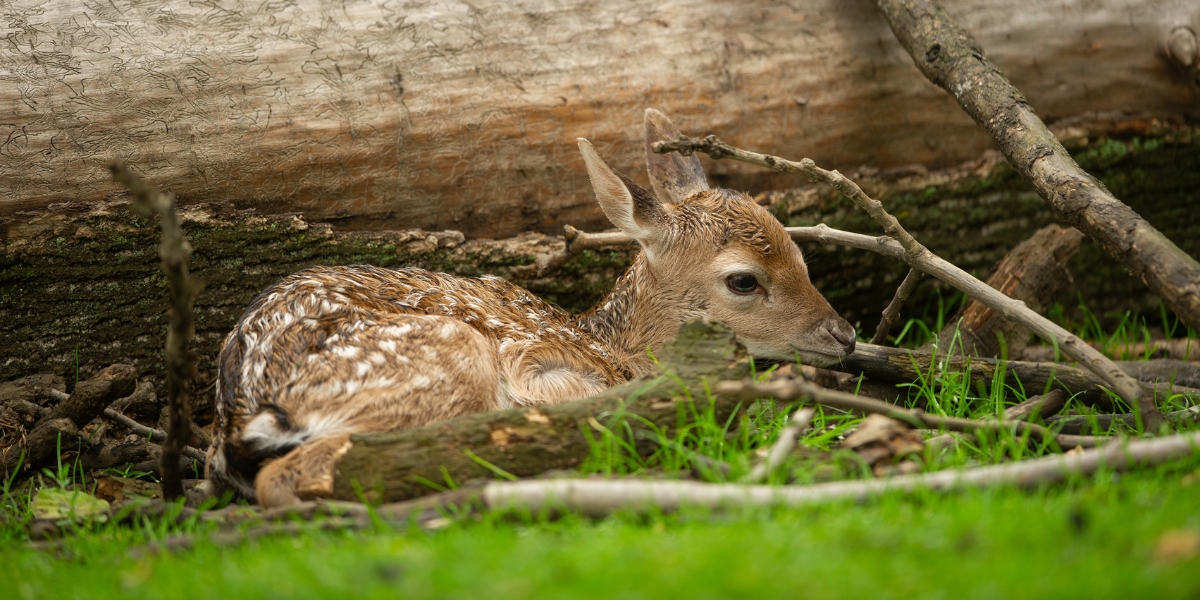 fallow calf by a fallen tree
