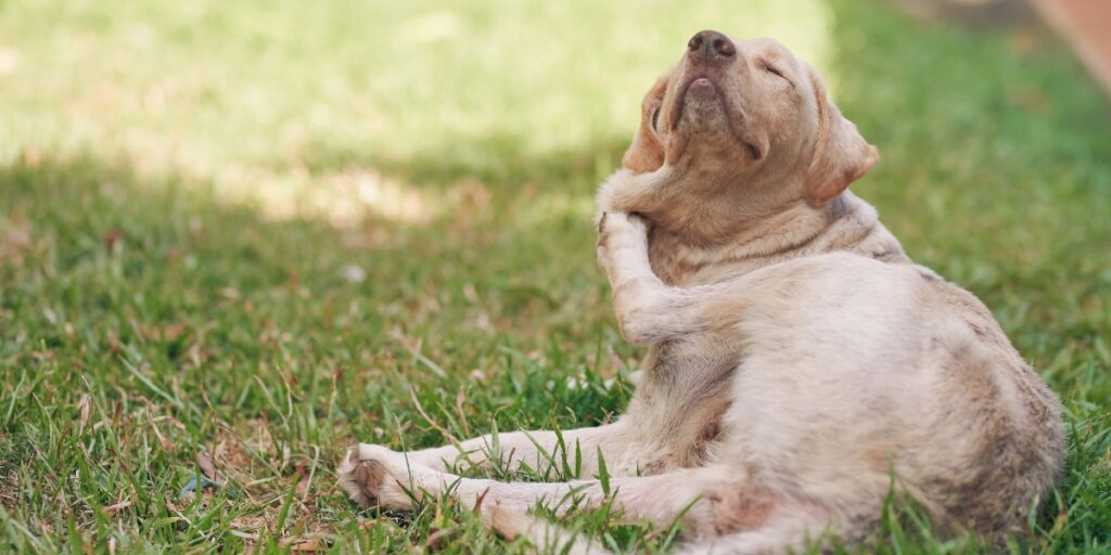 dog scratching