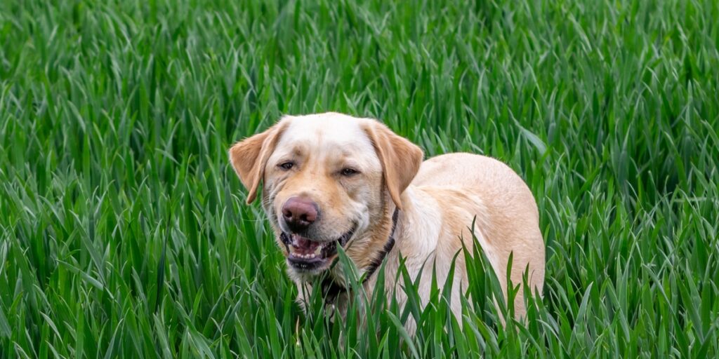 Labrador in grass